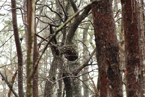 Twisted tree branches Stock Photos