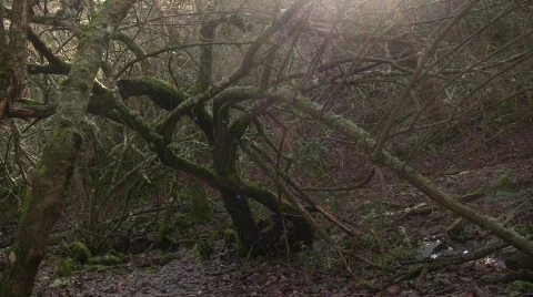 Twisted Tree 库存影片 714115