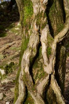 A Twisted Tree Growing Around A Tree Trunk Stock Photos
