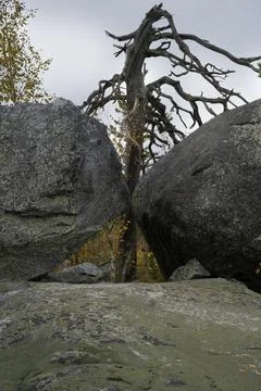 A twisted tree grows between two granite boulders Stock Photos