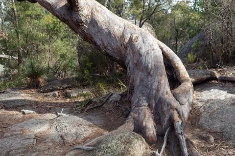 Twisted Tree with Huge Roots Foto stock