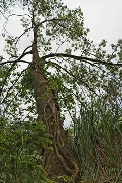Twisted Tree in Lush Greenery Stock Photos