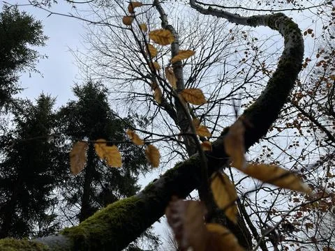 Twisted tree Stock Photos