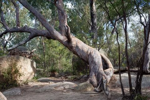Twisted Tree in Rocky Ground Foto stock