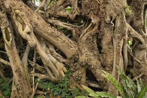 Twisted tree root creates complex network in tropical garden setting. ancie.. Foto stock