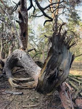 Twisted tree root lying in a forest environment shaped like a mythical drag.. Stock Photos