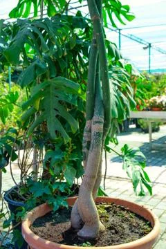 Twisted tree root potted plant. House plant indoor braided braid. Stock Photos