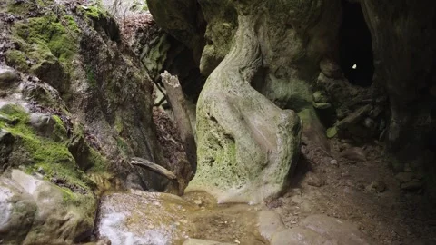 Twisted Tree Root Wrapping Around Rocky Surface In Forest Cavern Stock Footage 310229321