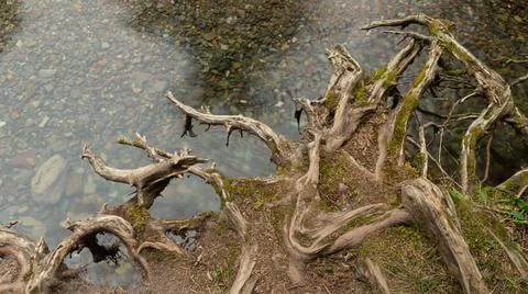 Twisted tree roots above calm clear water Stock Photos