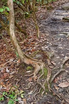 Twisted tree roots closeup Foto stock