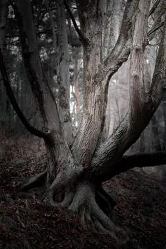 Twisted Tree Roots in a Dark Enchanted Forest Stock Photos