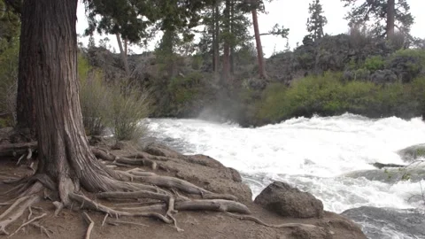 Twisted Tree Roots at Dillon Falls Central Oregon Stock Footage 142528317