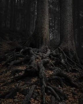 Twisted Tree Roots Emerging from Forest Floor in Shadowy Woodland Scene Stock Photos