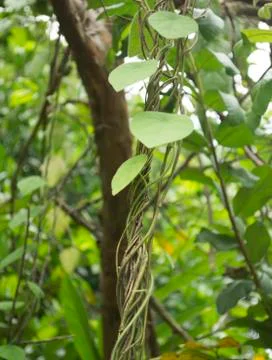 Twisted Tree Roots With Small Green Leaves Hanging On A Tree Stock Photos