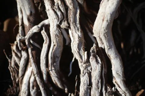 Twisted tree roots on the surface close up Stock Photos