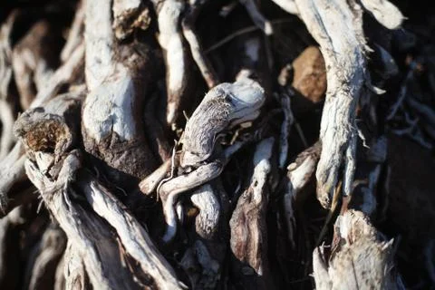 Twisted tree roots on the surface close up Stock Photos