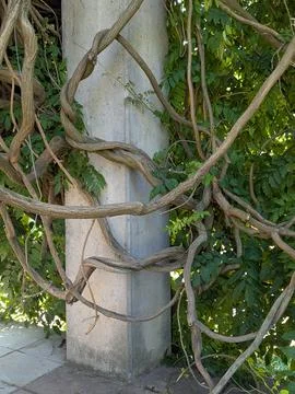 Twisted tree roots wrapped around concrete pillar with green garden vines sha Stock Photos