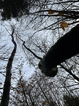 Twisted tree silhouette Stock Photos
