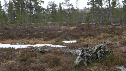 Twisted tree stump lies in forest with heather, brown grass, melting snow Stock-Footage 318197383