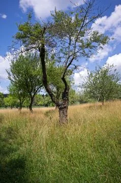 Twisted Tree in Tall Grass Foto stock