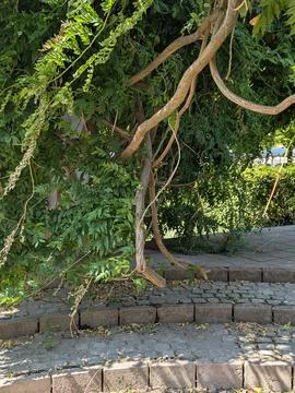 Twisted tree trunk and exposed roots beside stone walkway in sunlit lush gard Stock Photos