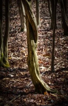 Twisted tree trunk in Cole Park in Harpursville in Broome County in Upstate N Stock Photos