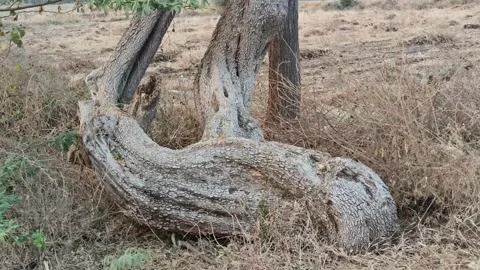 Twisted Tree Trunk in Dry Rural Landscape Stock Footage 327961791