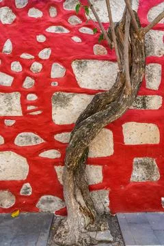 Twisted tree trunk in front of vibrant red wall with white stone accents. Stock Photos