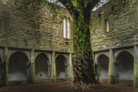 Twisted tree trunk in inner courtyard of 15th century monastery Muckross Abbe Stock Photos