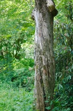 Twisted tree trunk Stock Photos