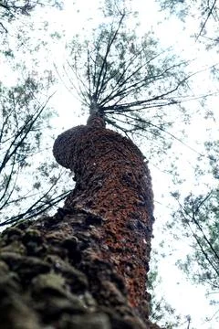 Twisted Tree Trunk Reaching Skyward Stock-Fotos