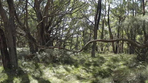 Twisted Tree Trunks, Magical Forest, Ferns Grass tree, South Australia Stock Footage 235975090