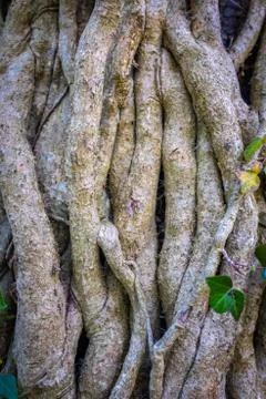 Twisted Tree Vines Background 스톡 사진