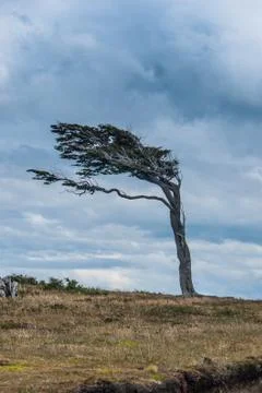 Twisted tree by the wind Foto stock
