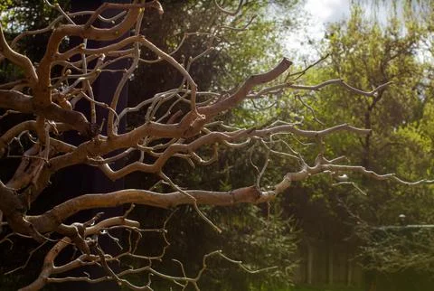 Twisted tree without foliage with wavy branches, corylus avellana contorta. M Stock Photos