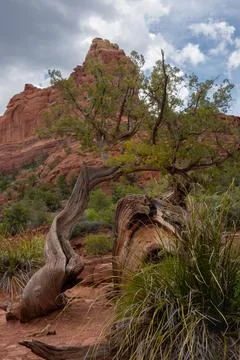 Twisted trees and dramatic skyscape at Devil's Kitchen in Sedona, Arizona Stock Photos