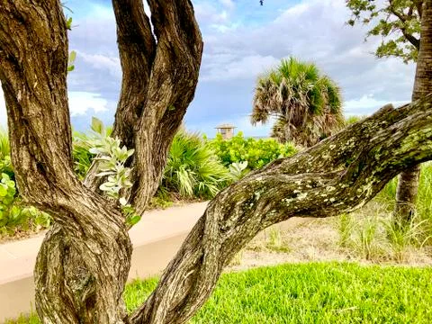 Twisted trees at the beach Stock Photos