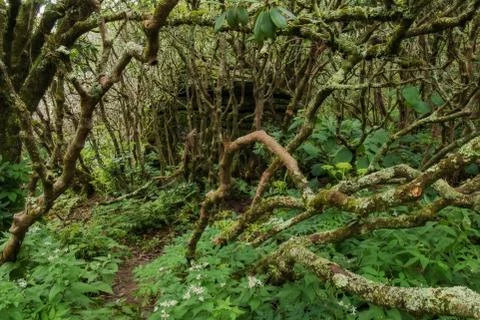 Twisted Trees in the Forest Stock Photos