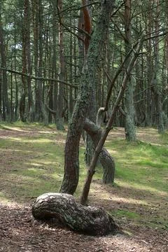 Twisted trees growing in the dancing forest of curonian spit national park Stock Photos