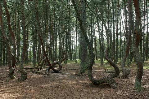 Twisted trees growing in the dancing forest of curonian spit national park Stock Photos