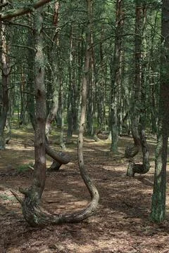 Twisted trees growing in the dancing forest of curonian spit national park Stock Photos