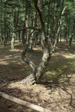 Twisted trees growing in the dancing forest of curonian spit national park Stock Photos