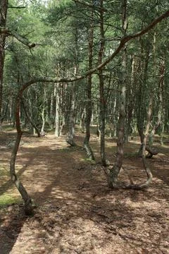 Twisted trees growing in the dancing forest of curonian spit national park Stock Photos