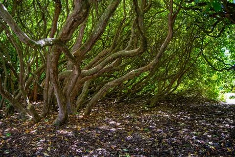 Twisted Trees in a Lush Thicket Stock Photos