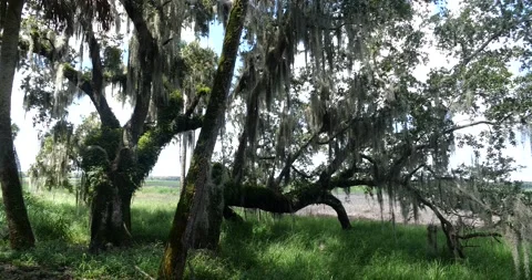 Twisted trees of Myakka River Stock Footage 136061580