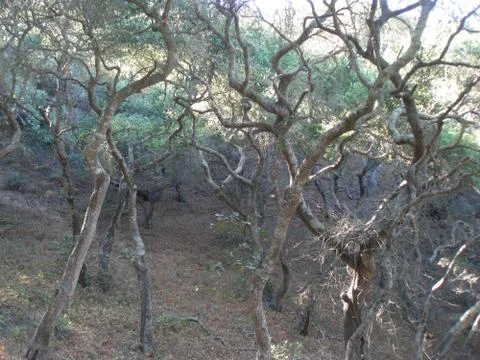 Twisted Trees 写真素材