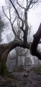 Twisted trees Fotos Stock