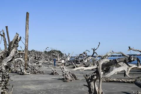 Twisted trees Stock Photos
