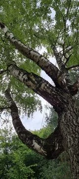 The twisted trunk of a birch tree Stock Photos