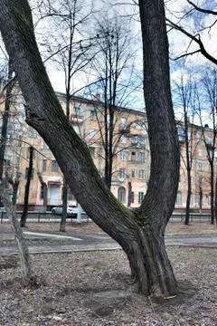 Twisted trunk of the old elm on the background of the urban landscape Foto stock